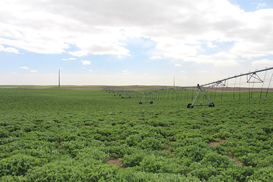 LAND AUCTION - 9,480+/- ACRES OFFERED IN 5 TRACTS IN FINNEY & HASKELL COUNTIES, KANSAS